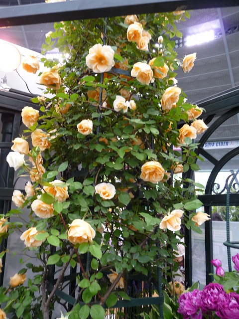 バラ つるレディヒリンドン 1