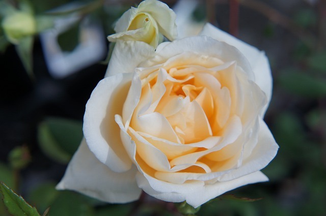 バラ つるレディヒリンドン 