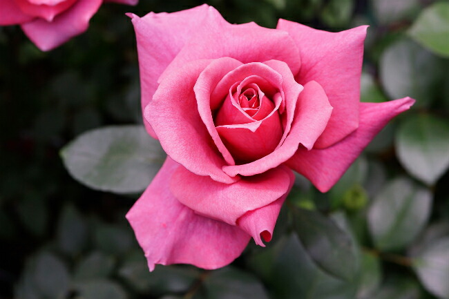 バラ つるブラックティー 