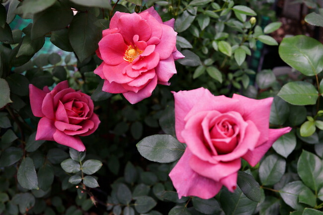 バラ つるブラックティー 1