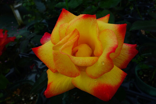 バラ つるチャールストン 4