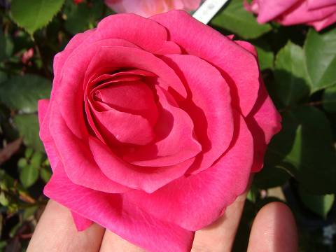 バラ ローズうらら 2