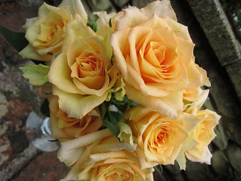 バラ ウリエル 1