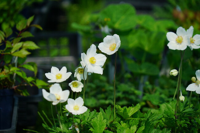 アネモネ シルベストリス 