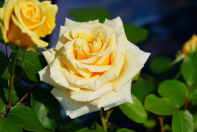 バラ バレンシア