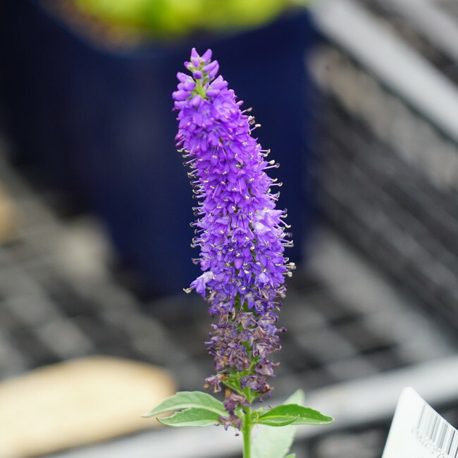 ベロニカ ハミングバードブルー 2