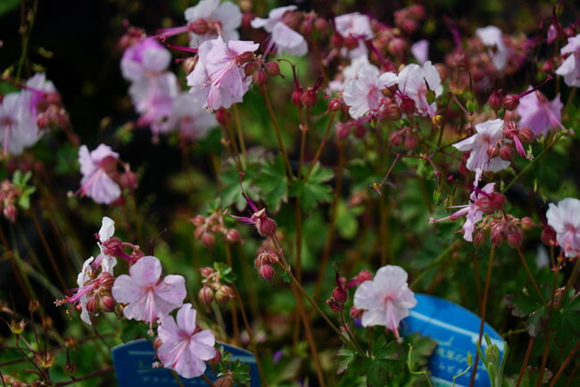 ゲラニウム ビオコボ 2