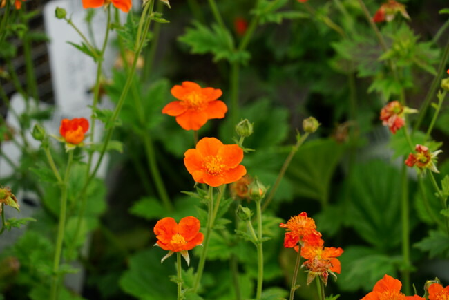 ゲウム 【ボリシー】 