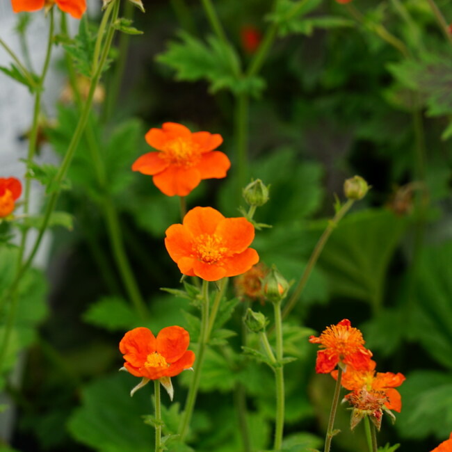 ゲウム ボリシー