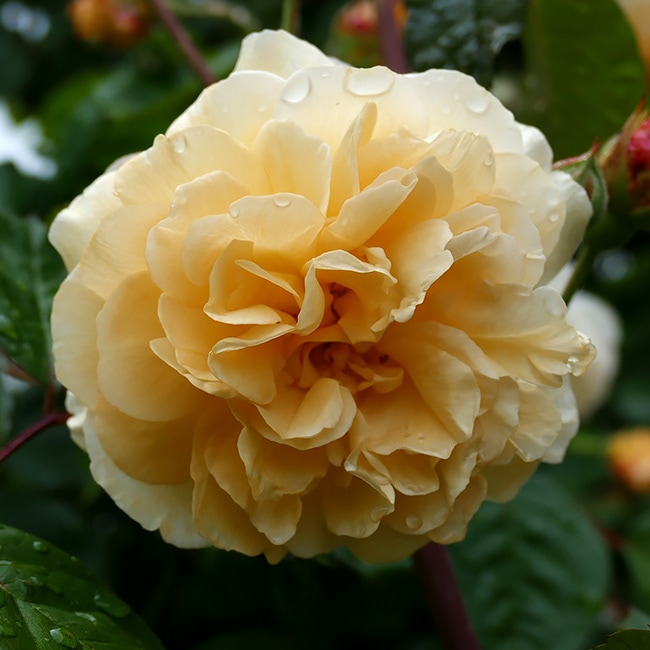 バラ バフ ビューティー 2