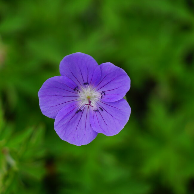 ゲラニウム ブルックサイド 1