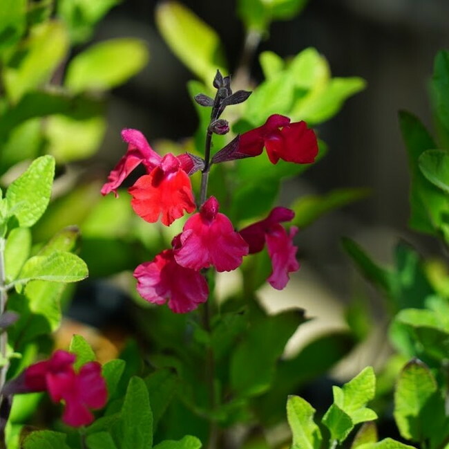 サルビア チェリーセージ 