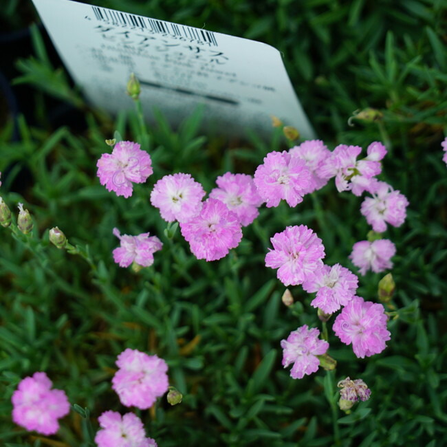 ダイアンサス （なでしこ） ピンクジュエル 苗 販売 苗木部 By 花