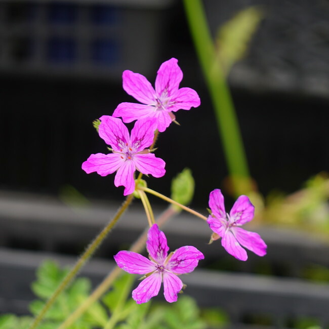 エロディウム マネスカウィ 