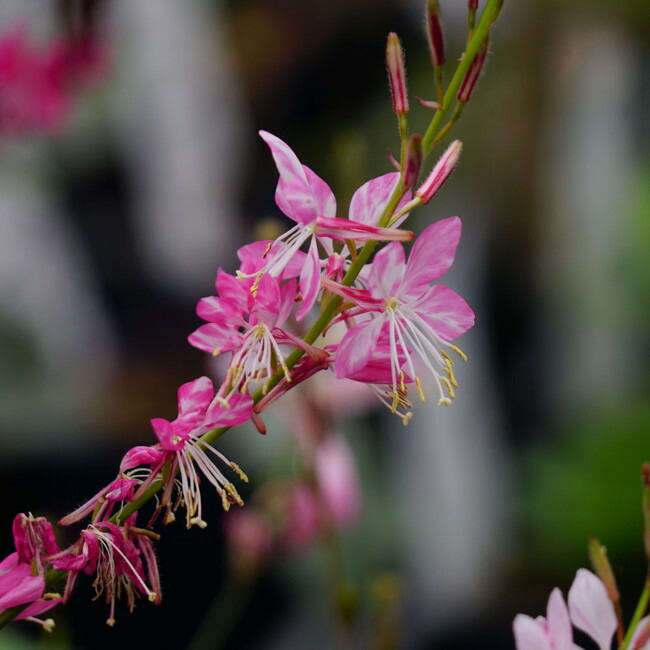 ガウラ あけぼの