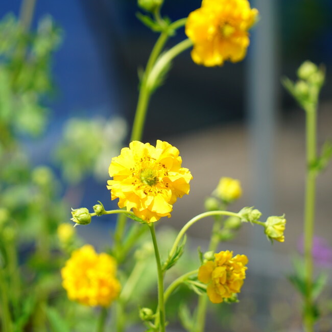 ゴールドボール