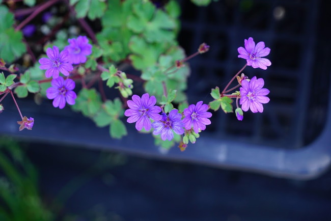 ゲラニウム ビルウォーリス 3