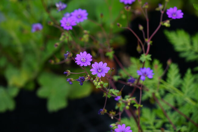 ゲラニウム ビルウォーリス 2