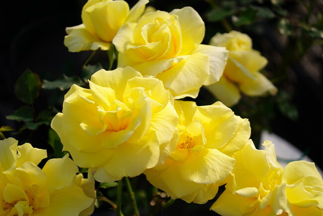 バラ つるゴールドバニー ClF クライミングフロリバンダ（つるバラ