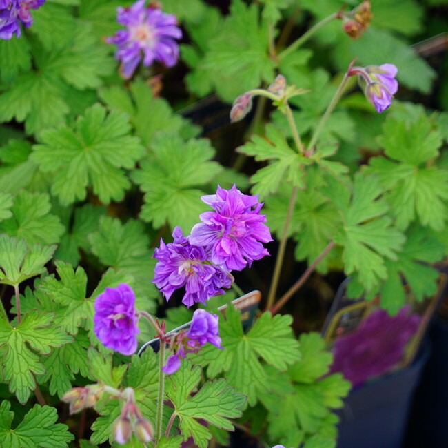 ゲラニウム プレナム 1