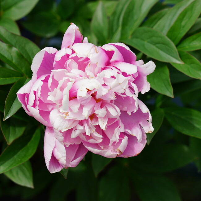 芍薬 春の粧 1