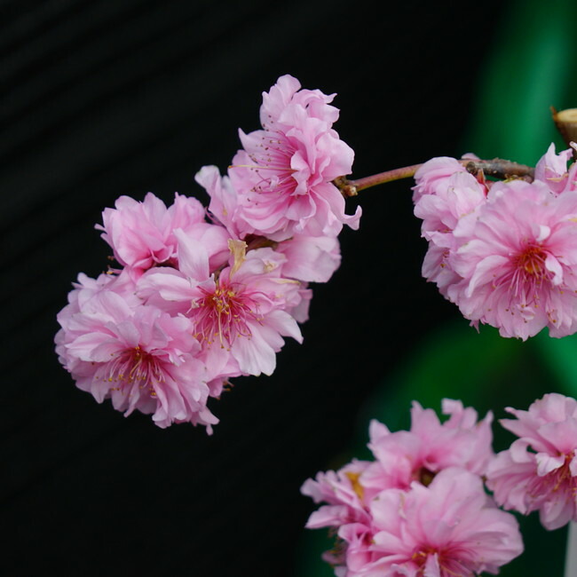 食べられる枝垂れ花桃 【ひなのたき】