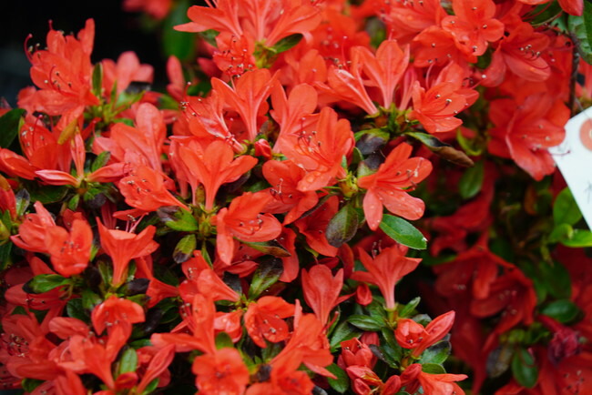 ツツジ 本霧島 1