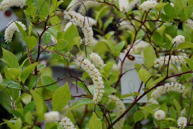 コバノズイナ ヘンリーズ ガーネット 1