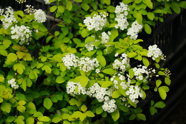 コデマリ ゴールドファウンテン 2