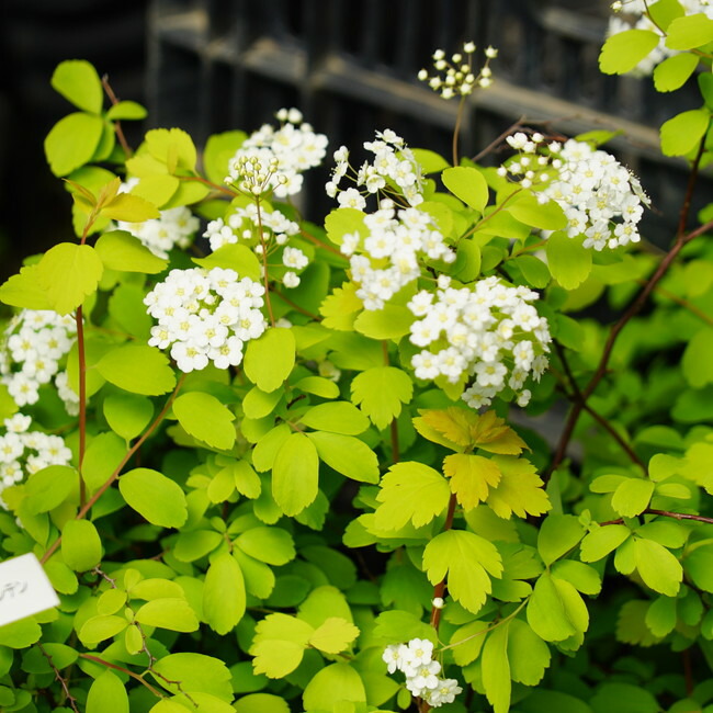 コデマリ ゴールドファウンテン 