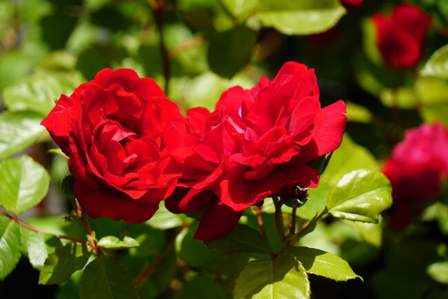 バラ クリムゾンスカイ 3