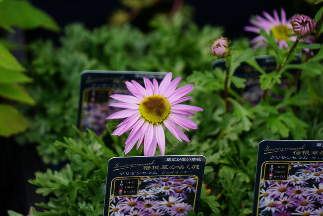 クリサンセマム ウェイリッチー 1