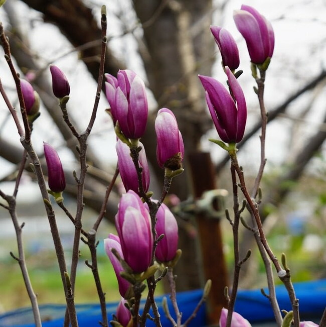 モクレン レッドラッキー  3