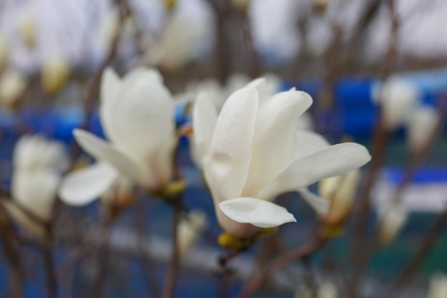 モクレン スノーホワイト 1