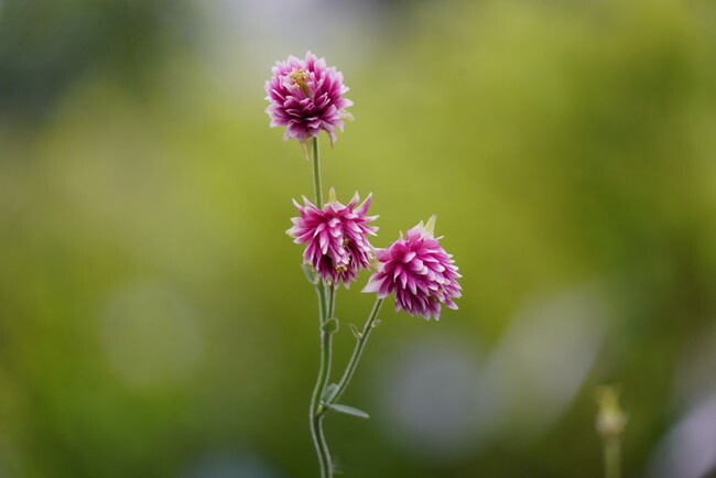 アクイレギア（セイヨウヤエオダマキ） ノラバロー