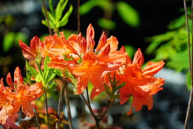 ツツジ レンゲツツジ 3