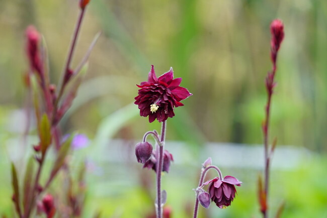   アクイレギア（オダマキ）　
\“ルビーポート”