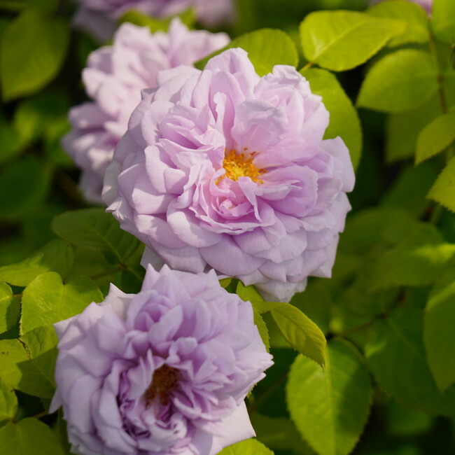 バラ ルシエルブルー 1