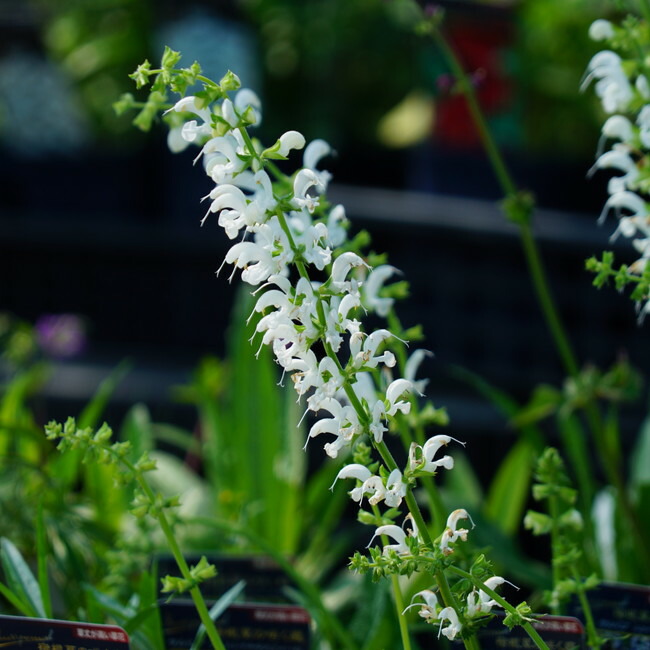 サルビア スワンレイク の花