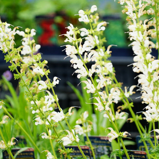 サルビア スワンレイク の花