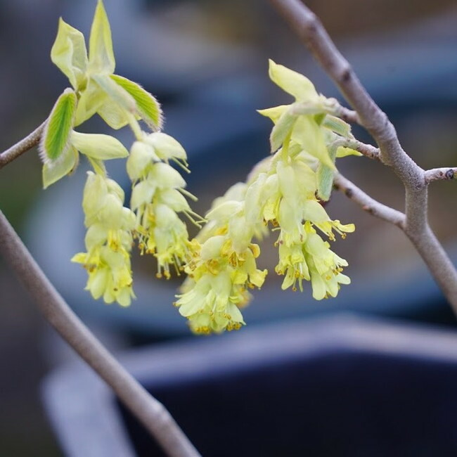 黄金葉 土佐ミズキ スプリングゴールド