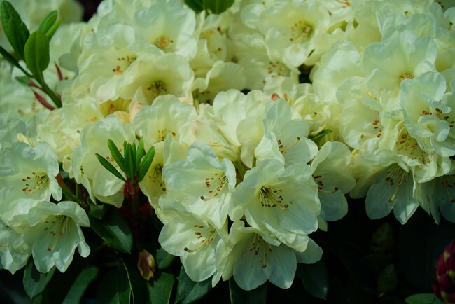 シャクナゲ \“ウィリアムキング”