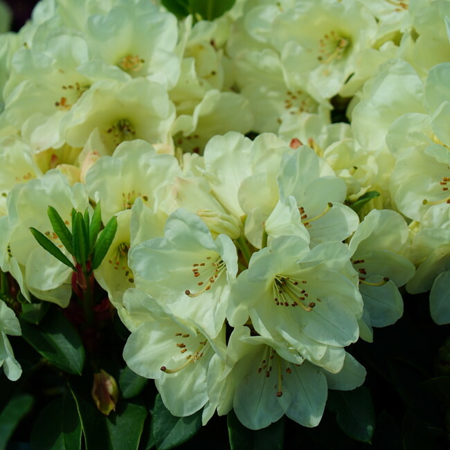 シャクナゲ ウィリアムキング 