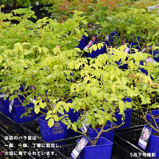 バラ カスクドール 1