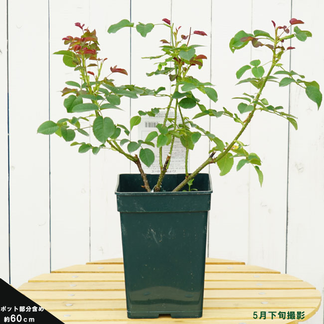 バラ テスオブザダーバービルズ S シュラブ （半つるバラ） 苗 販売 苗木部