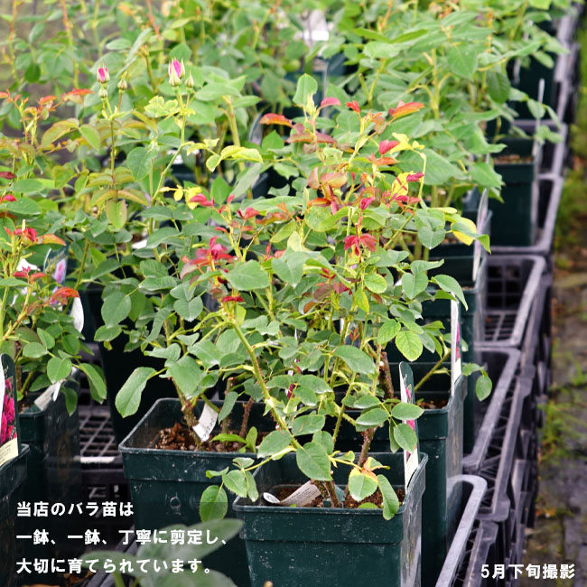 バラ ジアレンウィックローズ S シュラブ （半つるバラ） 苗 販売 苗木部
