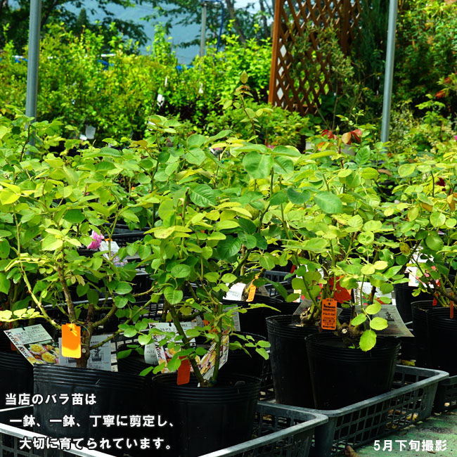 バラ　栽培管理の様子　