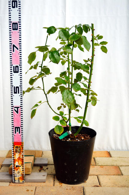 バラ レイニーブルー S シュラブ （半つるバラ） 苗 おすすめ 苗木部