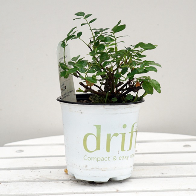 バラ ピーチドリフト ドリフトローズ 苗 販売 苗木部 By 花ひろば