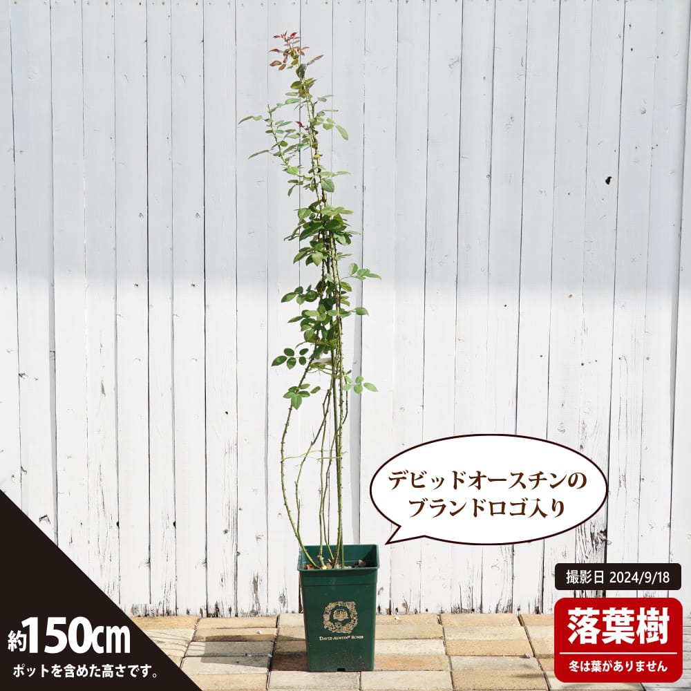 バラ ゴールデンセレブレーション S シュラブ （半つるバラ） 苗